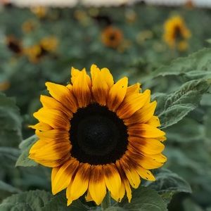 Meet your Posher, Lucy